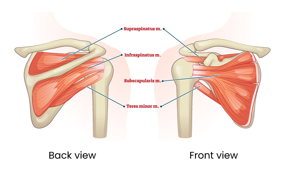 Illustration showing the front and back views of the rotator cuff muscle
